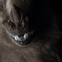 Jamaican fruit bat (Artibeus jamaicensis) nose and mouth detail, hand-held after being caught in a mist-net for bat surveying, Yucatan Peninsula, Mexico. Controlled conditions.