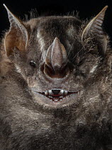 Jamaican fruit bat (Artibeus jamaicensis) head portrait, hand-held after being caught in a mist-net for bat surveying, Yucatan Peninsula, Mexico. Controlled conditions.