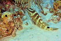 Nassau grouper (Epinephelus striatus) in confrontation with Common octopus (Octopus vulgaris) on reef, San Salvador Island, Bahamas, Caribbean Sea.