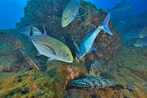 Shoal of Bluefin trevally (Caranx melampygus) and Leather bass (Dermatolepis dermatolepis) looking for octopus hidden in reef, Revillagigedo Islands, Mexico, Pacific Ocean.