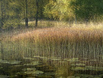 Reedbeds and lake in autumn, Follo, Viken, Norway. October, 2022.