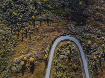 Aerial view of winding mountain road in autumn, Sognefjellet, Vestland county, Norway. September, 2022.
