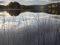 Common club-rushes (Schoenoplectus lacustris) along lake edge, Follo, Viken, Norway. October.