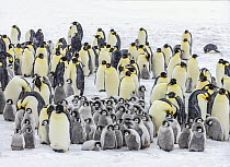 Emperor penguin (Aptenodytes forsteri) colony on snow, adults with chicks in penguin "kindergarten", Snow Hill island, Antarctica.