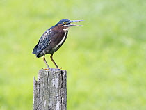 Green heron (Butorides virescens) perched on wooden post calling, Costa Rica.