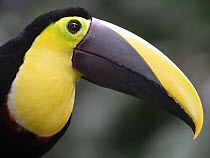 Black-mandibled toucan (Ramphastos ambiguus) head portrait, Costa Rica.
