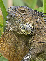 Green iguana (Iguana iguana) male, portrait, Costa Rica.