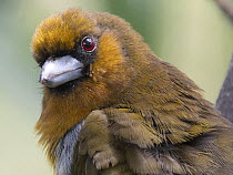 Prong-billed barbet (Semnornis frantzii) head portrait, Costa Rica.