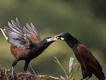 Montezuma oropendulas (Psarocolius montezuma) pair, male feeding female during courtship, Costa Rica.