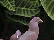 Two Red-billed pigeons (Patagioenas flavirostris) portrait, Costa Rica.