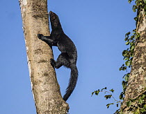 Tayra (Eira barbara) climbing a tree looking for fruit, Costa Rica.