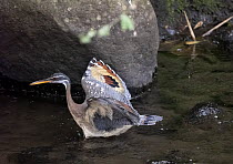 Sunbittern (Eurypyga helias) wading in river, Costa Rica.