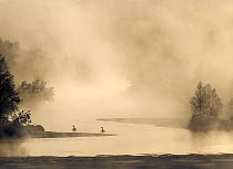 Two Whooping swans (Cygnus cygnus) on misty river in freezing temperatures at dawn, Golsfjell, Viken, Norway. February.