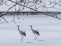Two Eurasian cranes (Grus grus) walking across frozen lake, Varmland, Sweden. April.