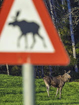 Moose (Alces alces) standing at the roadside with a moose road sign in foreground, Follo, Norway. May.