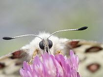 Apollo butterfly (Parnassius apollo) nectaring on flower, Telemark Norway. June.