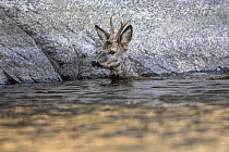 Roe deer (Capreolus capreolus) swimming next to rocks, Viken, Norway. April.