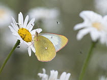 Moorland clouded yellow butterfly (Colias palaeno) resting on a flower, Viken, Norway. July.