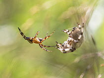 Four-spot orb-weaver spiders (Araneus quadratus) pair, female on right, male approaching female, Ostfold, Norway. July.
