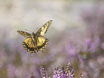 Swallowtail butterfly (Papilio machaon) in flight over Heather (Calluna vulgaris), Ytre Hvaler National Park, Oslo fjord, Norway. August.