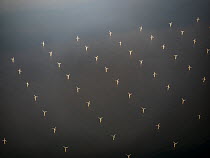 Aerial view of wind turbines at Great Gabbard offshore wind park, off the coast of Suffolk, England, UK, North Sea. October, 2022.