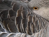 Greylag goose (Anser anser) resting with head tucked under wing, Hyde Park, London, England, UK. October.