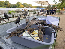 Group of Starlings (Sturnus vulgaris) feeding on food scraps left on plates at an outdoor restaurant, Hyde Park, London, England, UK. October.