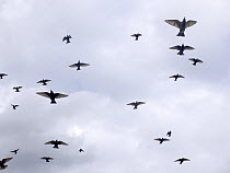Starling (Sturnus vulgaris) flock in flight, Hyde Park, London, England, UK. October.