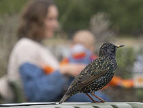 Starling (Sturnus vulgaris) perched on table at outdoor restaurant with people behind, Hyde Park, London, England, UK. October.