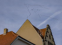 Eurasian cranes (Grus grus) flock in flight in double v-formation above houses during migration, Lunen village, Germany. October.