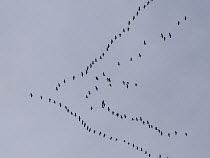 Eurasian cranes (Grus grus) flock in flight in v-formation, migrating south, Germany. November.