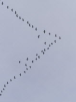 Eurasian cranes (Grus grus) flock in flight in v-formation, migrating south, Germany. November.