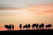 Wildebeest (Connochaetes taurinus) herd silhouetted against sunset, Masai Mara, Kenya.