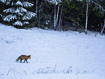 Red fox (Vulpes vulpes) walking in winter landscape, Follo, Viken, Norway. December.
