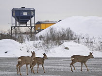 Three Roe deer (Capreolus capreolus) in urban landscape in winter, Fornebu, west of Oslo, Norway. December.