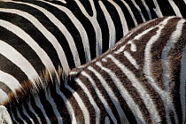 Two Zebras (Equus quagga) skin pattern detail, Masai Mara, Kenya.