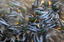Mallard ducks (Anas platyrhynchos) flock in winter, portrait, Oslo, Norway. December.