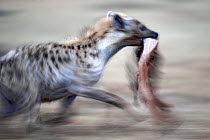Spotted hyena (Crocuta crocuta) running carrying prey in mouth, Masai Mara, Kenya.