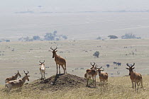 Topi (Damaliscus lunatus jimela) herd standing on high ground looking over landscape, Masai Mara, Kenya.
