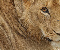 Lion (Panthera leo) portrait, Masai Mara, Kenya.