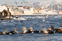 King eiders (Somateria spectabilis), Eiders (Somateria mollissima) and Gulls (Larus sp.) in fishing harbour. During the winter time the birds gather in harbour to feed on fish waste, Batsfjord, Finnma...