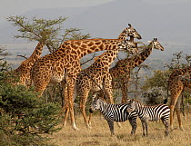 Giraffe (Giraffa camelopardalis) herd walking through grassland with two Zebras (Equus quagga) in foreground, Masai Mara, Kenya.