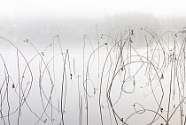 Common club-rushes (Schoenoplectus lacustris) reflecting on lake in morning fog, Ski, Follo, Viken, Norway. November.
