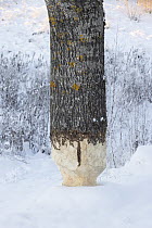 Aspen (Populus tremula) tree in snow, with trunk gnawed by Beaver (Castor fiber), Follo, Viken, Norway. December.