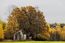 Derelict wooden house next to autumnal trees with modern houses in the background, Ski, Viken, Norway. October, 2022.