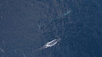Aerial view of Fin whales (Balaenoptera physalus) surfacing, with one expelling breath from blowhole, Skjervoy, Troms, Norway, Norwegian Sea, November.