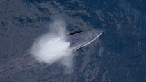 Aerial view of Fin whale (Balaenoptera physalus) expelling breath from blowhole, Skjervoy, Troms, Norway, Norwegian Sea, November.