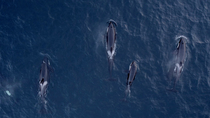 Aerial view of Killer whale (Orcinus orca) pod surfacing as calf plays. Individuals enter and leave frame, Skjervoy, Troms, Norway, Norwegian Sea, November.