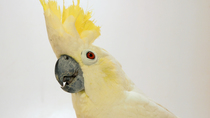 Sulphur crested cockatoo (Cacatua sulphurea occidentalis) raising its crest and looking around, Prigen Conservation Breeding Ark, Java, indonesia. Critically endangered. Controlled conditions.