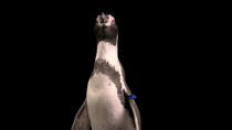 Humboldt penguin (Spheniscus humboldti) shaking its head and looking around. Lincoln Children's Zoo, Nebraska. Captive.